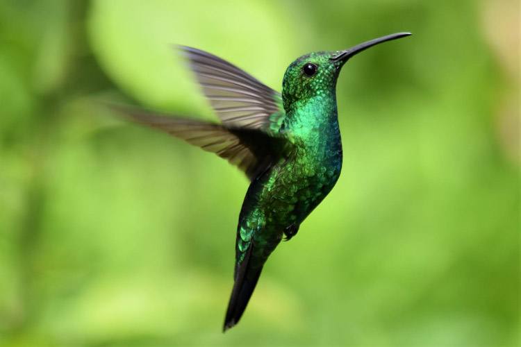 See hummingbirds and other birds in our birdwatching tours