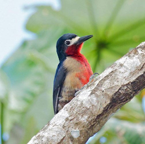 birdwatching tours are very popular in puerto rico