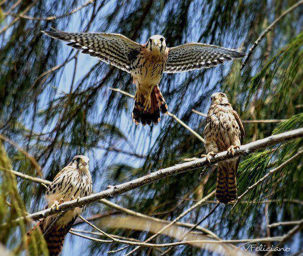 Go on the trails and see the most amazing creatures of Puerto Rico