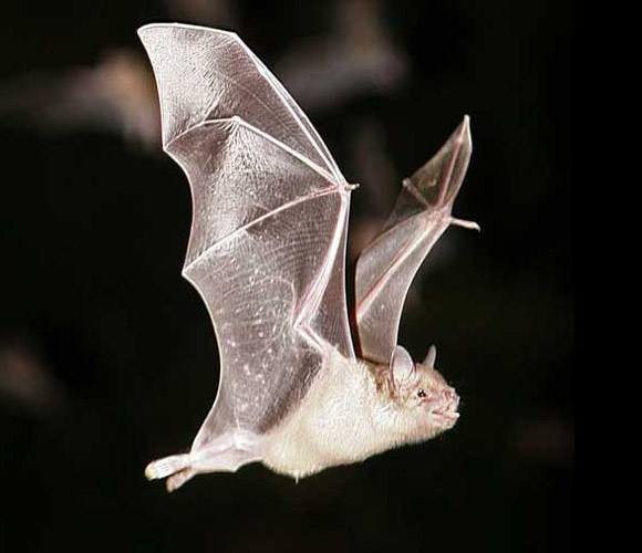 See the bats at the cave tours in puerto rico