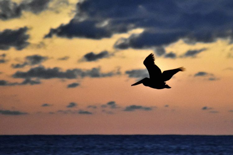 Many migrating species make Puerto Rico a home every year