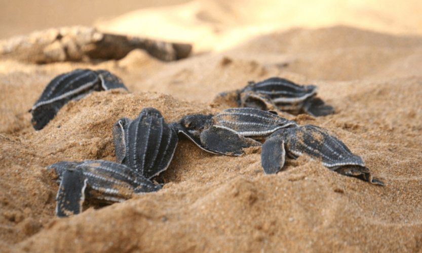 Sea turtles come to our coast to lay eggs on our sandy beaches