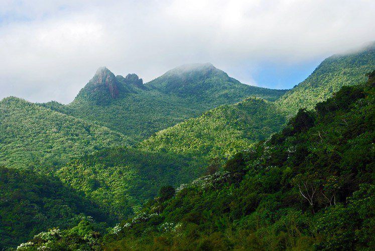 Mountain view from one of the trails at the rainforest