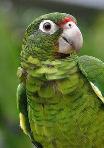 Puertorican parrots can be seen from the walking trails
