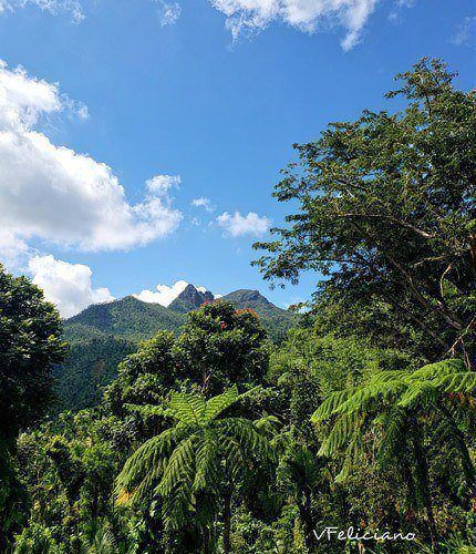 View of El Verde mountain at the rain forest trails