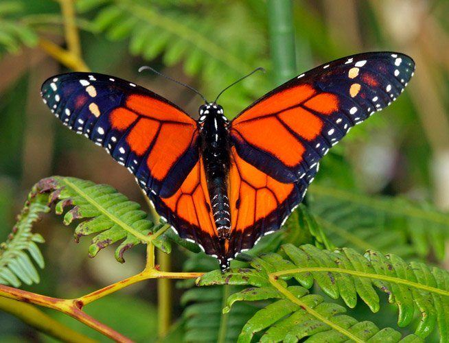 Many butterflies can be seen from the walking trails