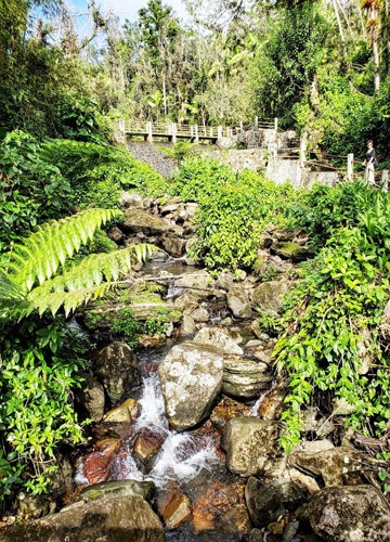 The rainforest has many modern roads to take you the best watching spots