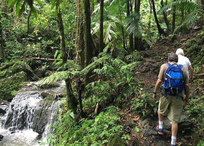 More than 30 miles of walking trails around the rain forest