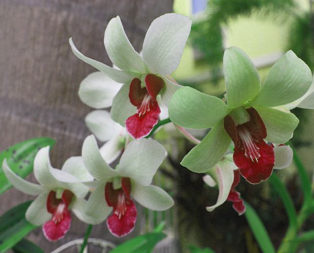 Some native orchids can be found in the trees